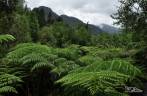 A espessa vegetação do parque de Pumalín, região de Chaitén, na Carretera Austral, sul do Chile